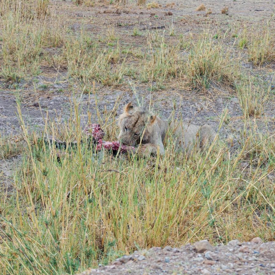 Wild Amboseli Ndovu Cottage. ภายนอก รูปภาพ