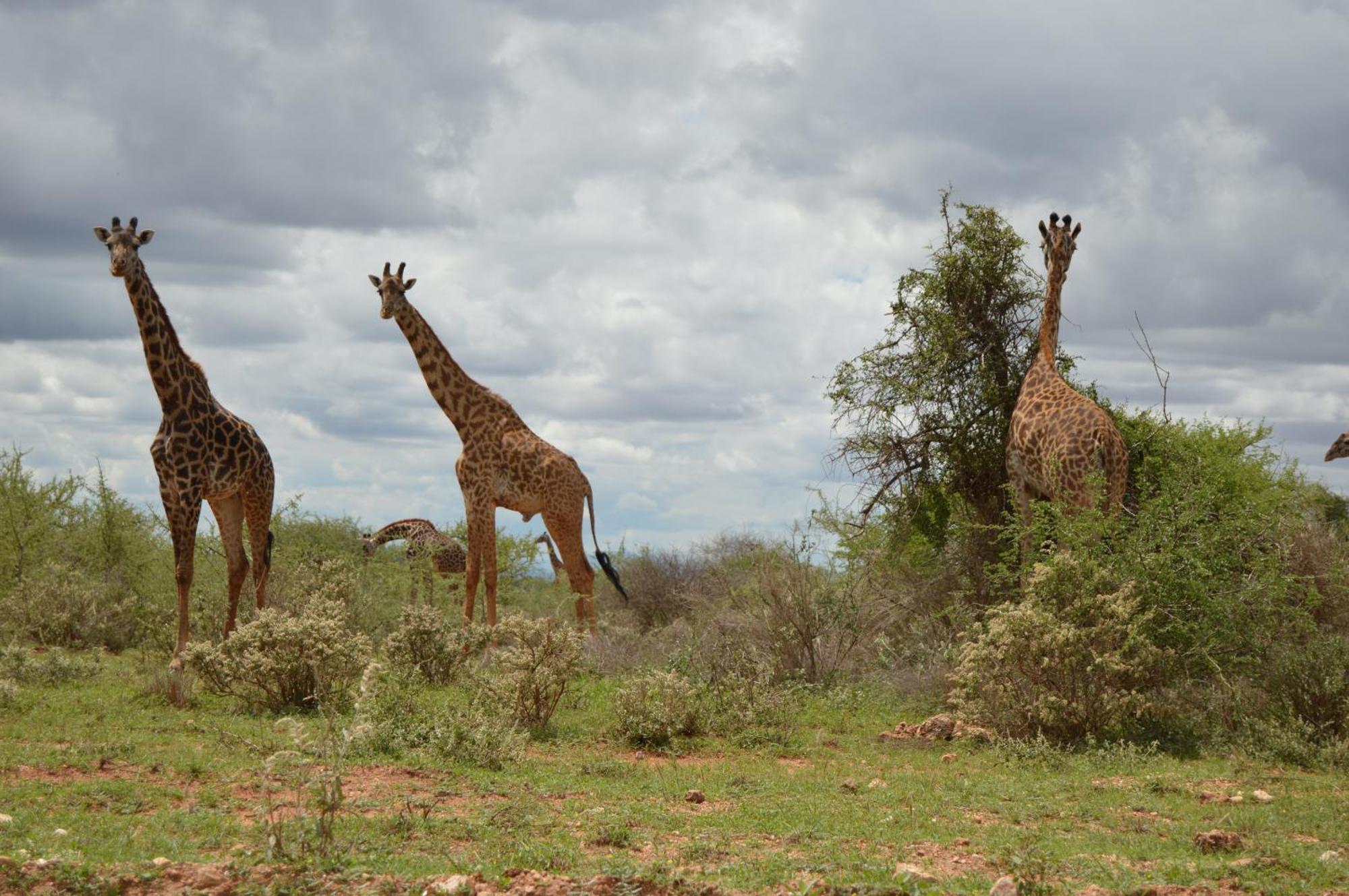 Wild Amboseli Ndovu Cottage. ภายนอก รูปภาพ