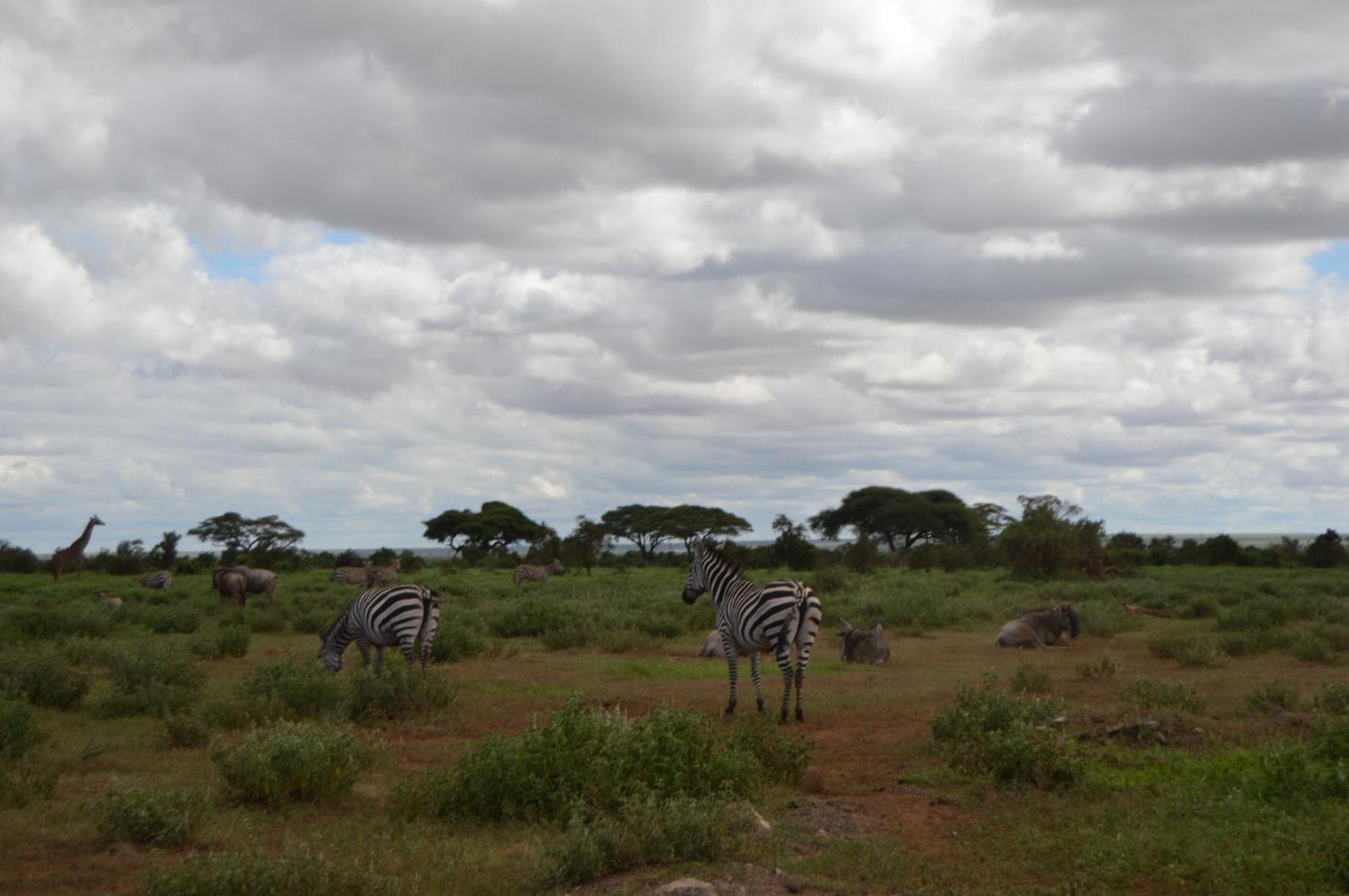 Wild Amboseli Ndovu Cottage. ภายนอก รูปภาพ